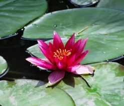 Seerose 'Red Spider'