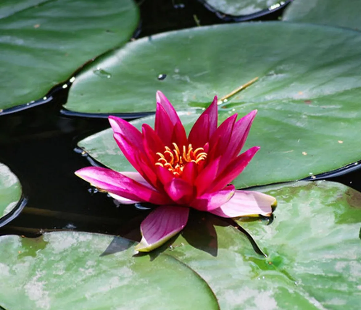 Seerose 'Red Spider'