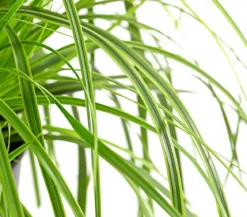Segge 'Everlime'