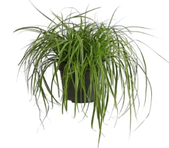 Segge 'Everlime'