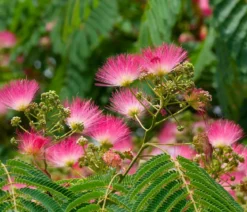 Seidenbaum 'Ombrella'