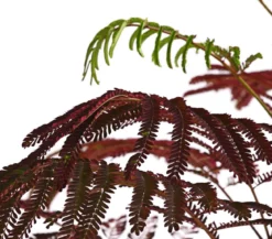 Seidenbaum 'Summer Chocolate'