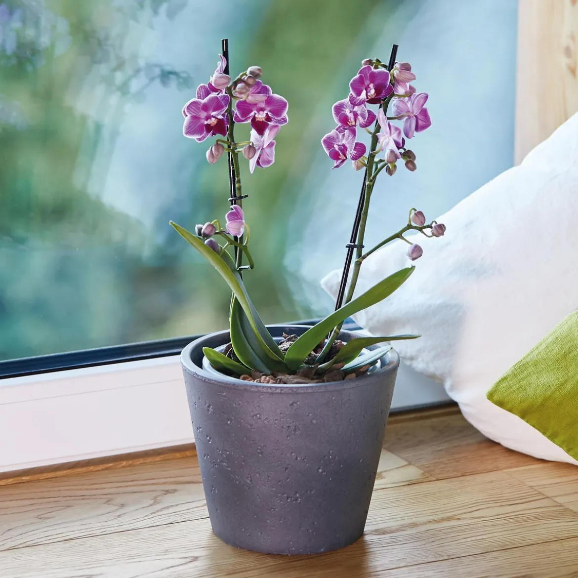 Seramis Spezial-Substrat für Orchideen