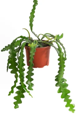 Sägeblattkaktus - Epiphyllum anguliger
