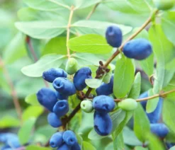 Sibirische Blaubeere 'MyBerry® Sweet'