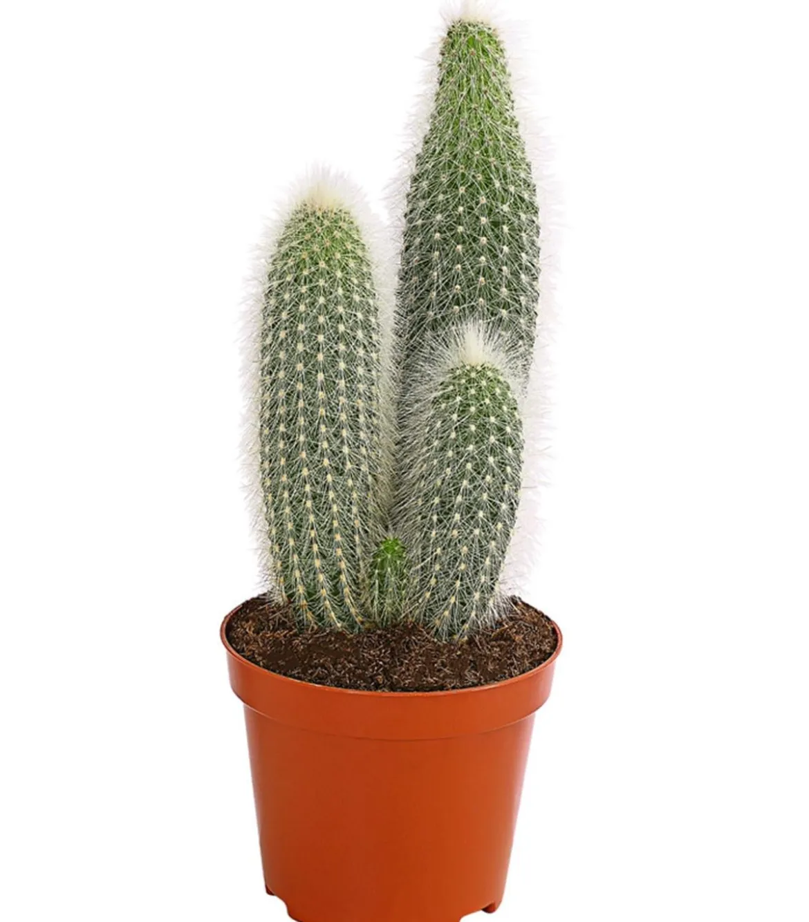 Silberkerzenkaktus - Cleistocactus strausii