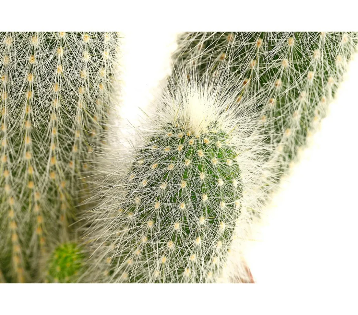 Silberkerzenkaktus - Cleistocactus strausii