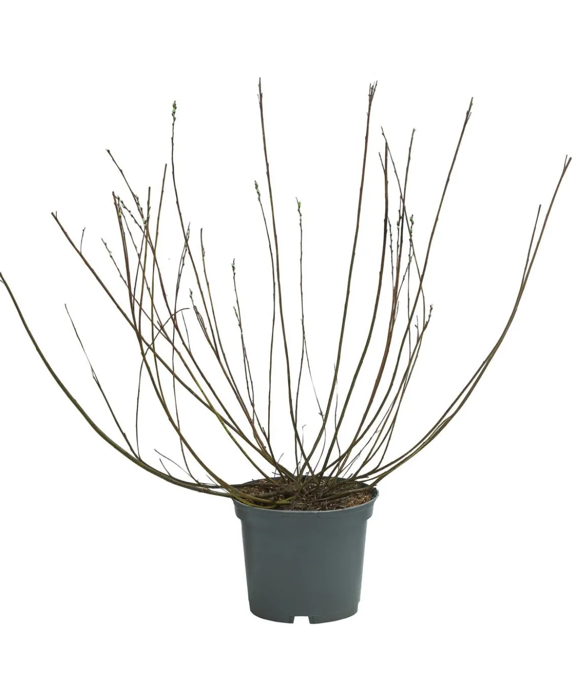 Silber-Kriechweide 'Nitida'