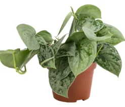 Silberne Efeutute 'Silvery Ann' - Scindapsus pictus