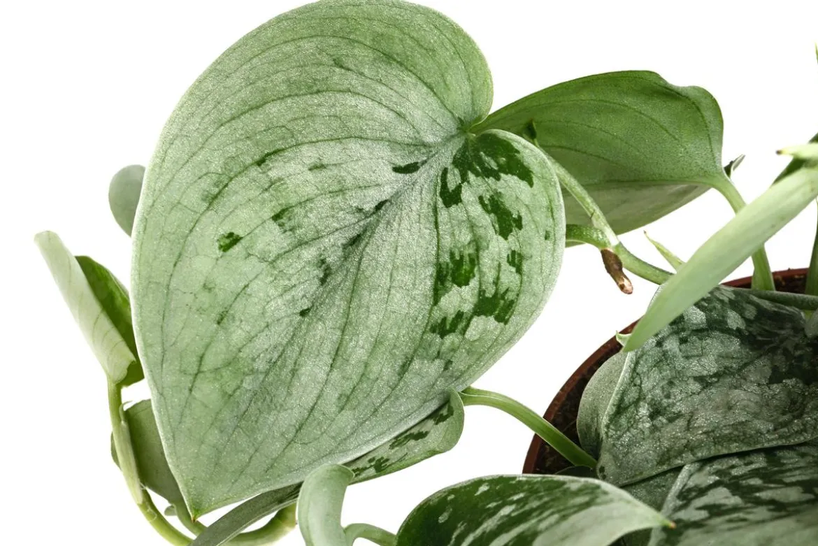 Silberne Efeutute 'Silvery Ann' - Scindapsus pictus
