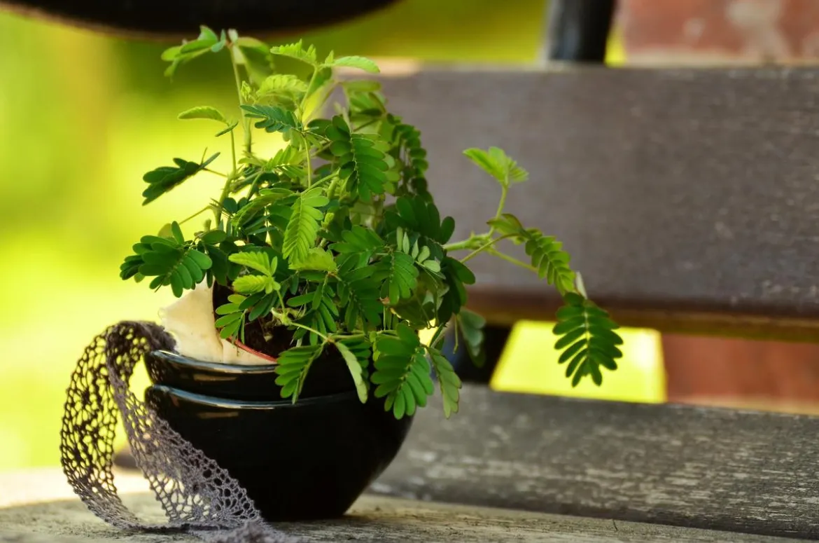 Sinnpflanze - Mimosa pudica
