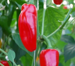 Snackpaprika, rot