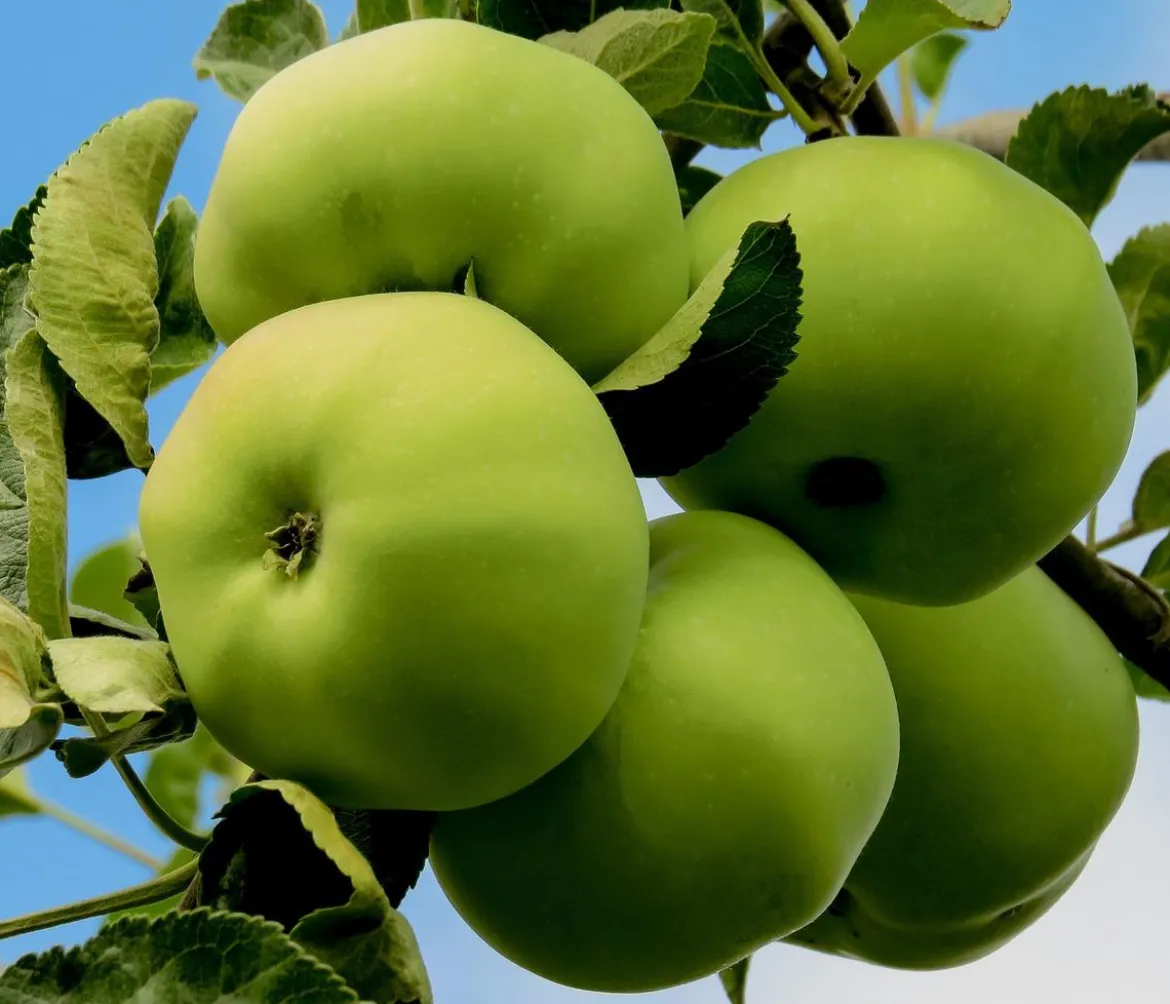 Sommerapfel 'Klarapfel', weiß