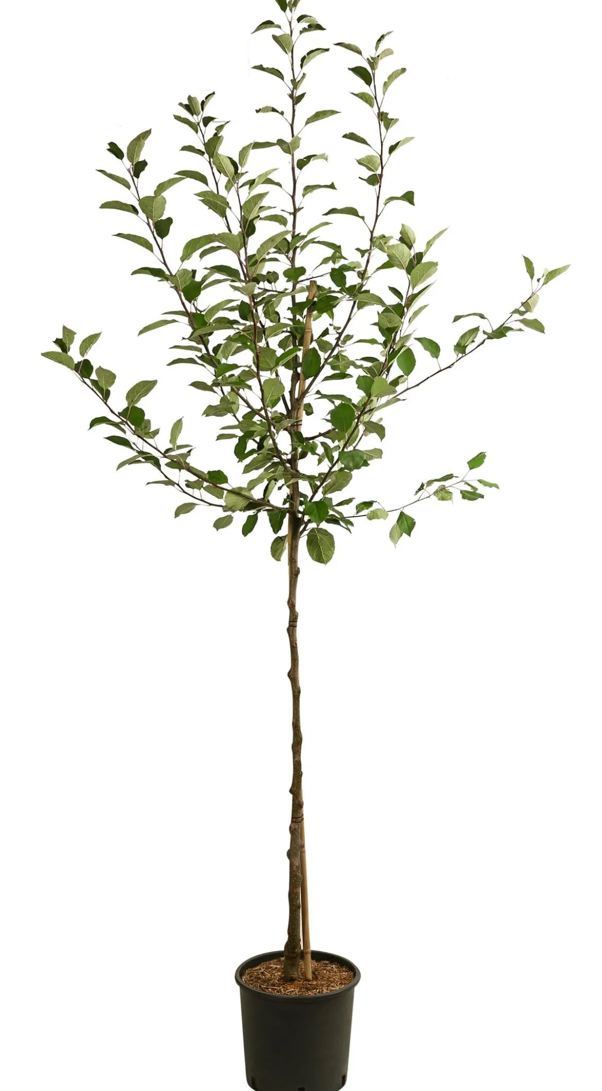 Sommerapfel 'Roter James Grieve'
