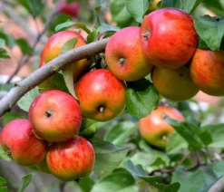 Sommerapfel 'Roter James Grieve'