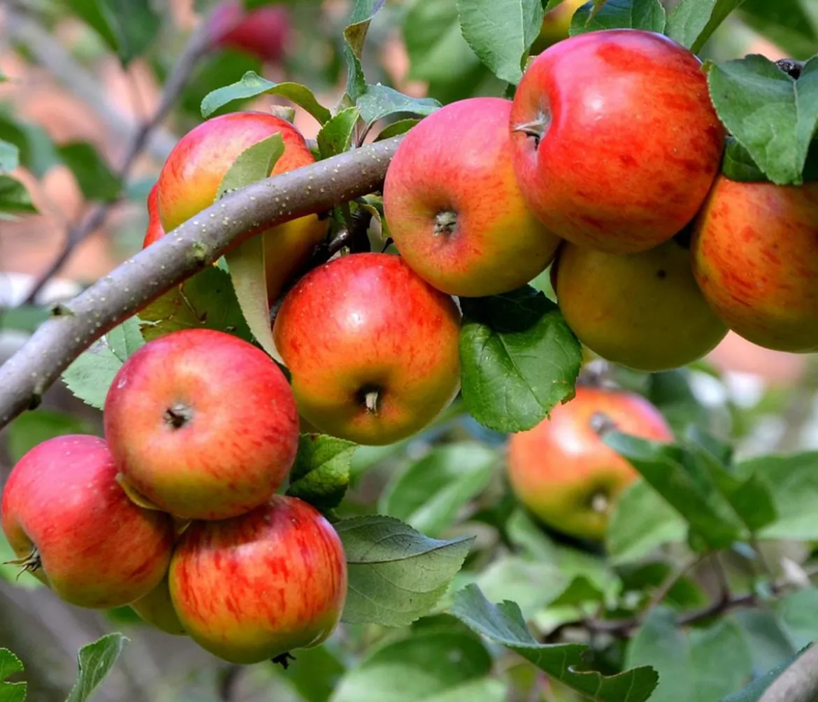 Sommerapfel 'Roter James Grieve'