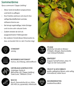 Sommerbirne 'Clapps Liebling'