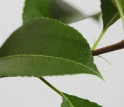 Sommerbirne 'Gute Luise'