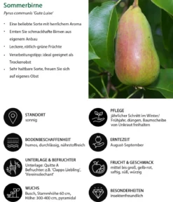 Sommerbirne 'Gute Luise'