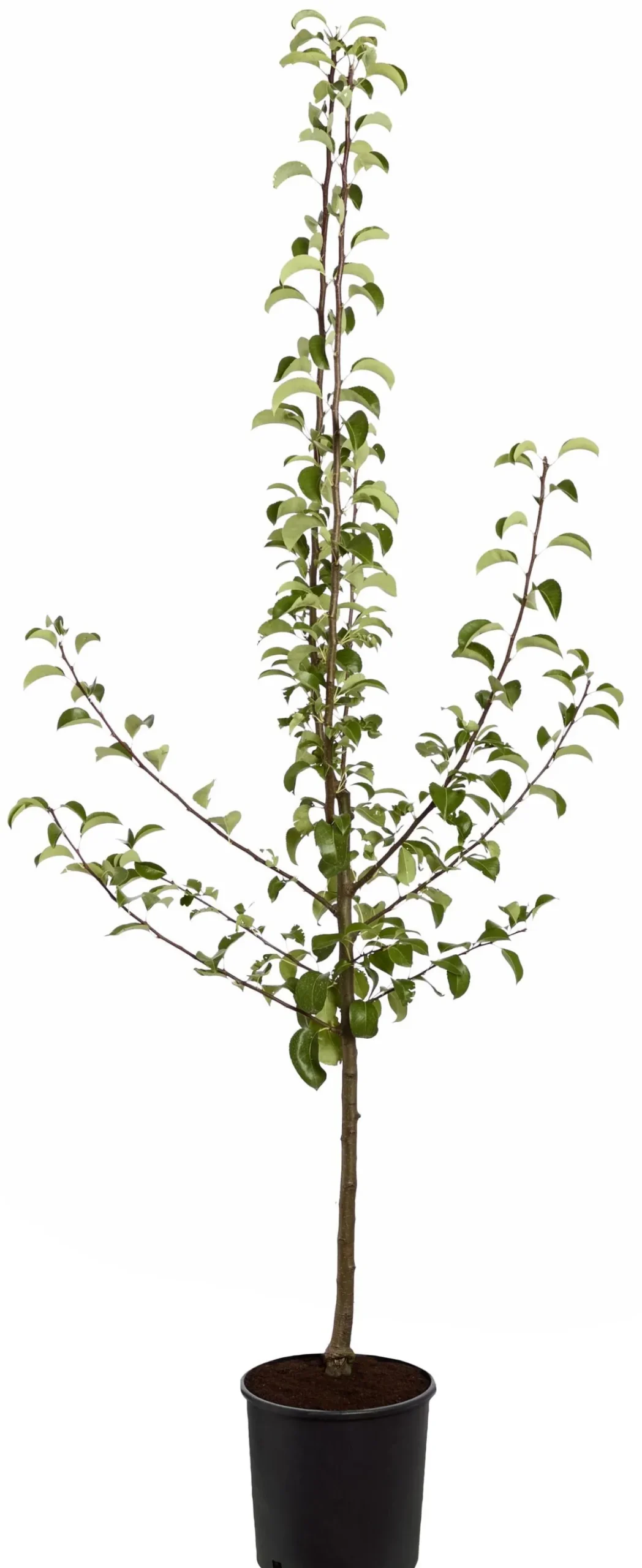 Sommerbirne 'Gute Luise'