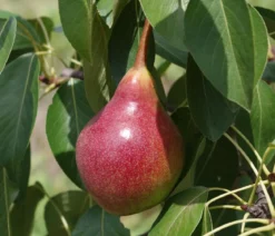 Sommerbirne 'Harrow Sweet'
