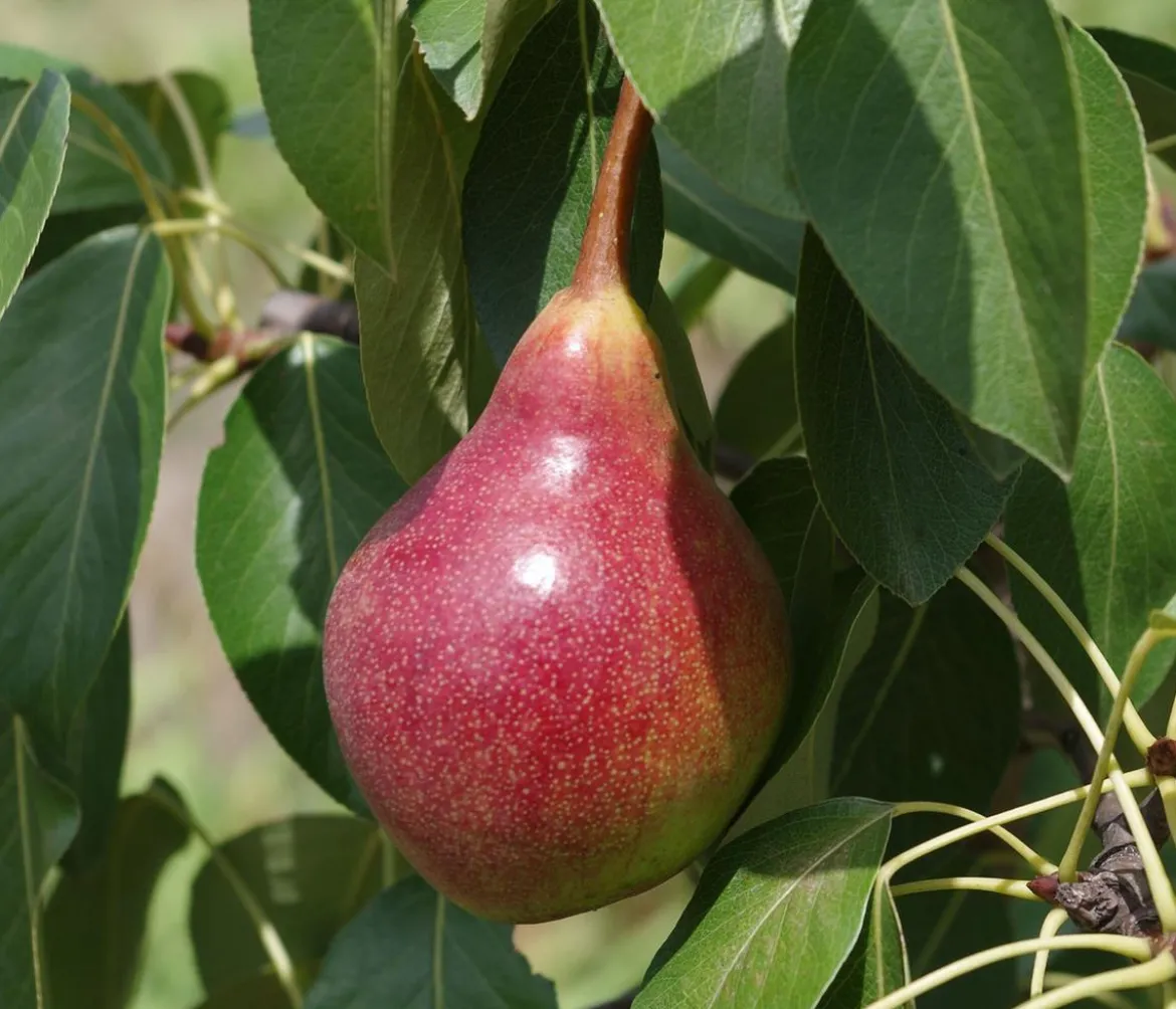 Sommerbirne 'Harrow Sweet'