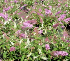 Sommerflieder