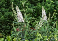 Sommerflieder