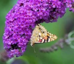 Sommerflieder