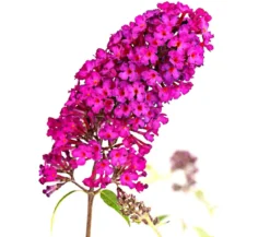 Sommerflieder