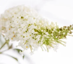 Sommerflieder