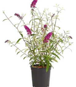 Sommerflieder