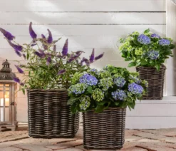 Sommerflieder, blau