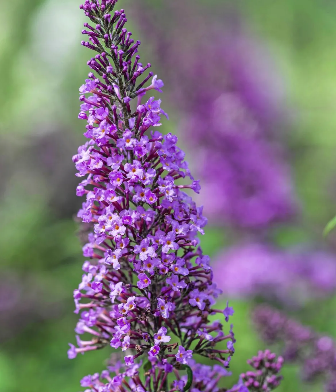 Sommerflieder-Duo