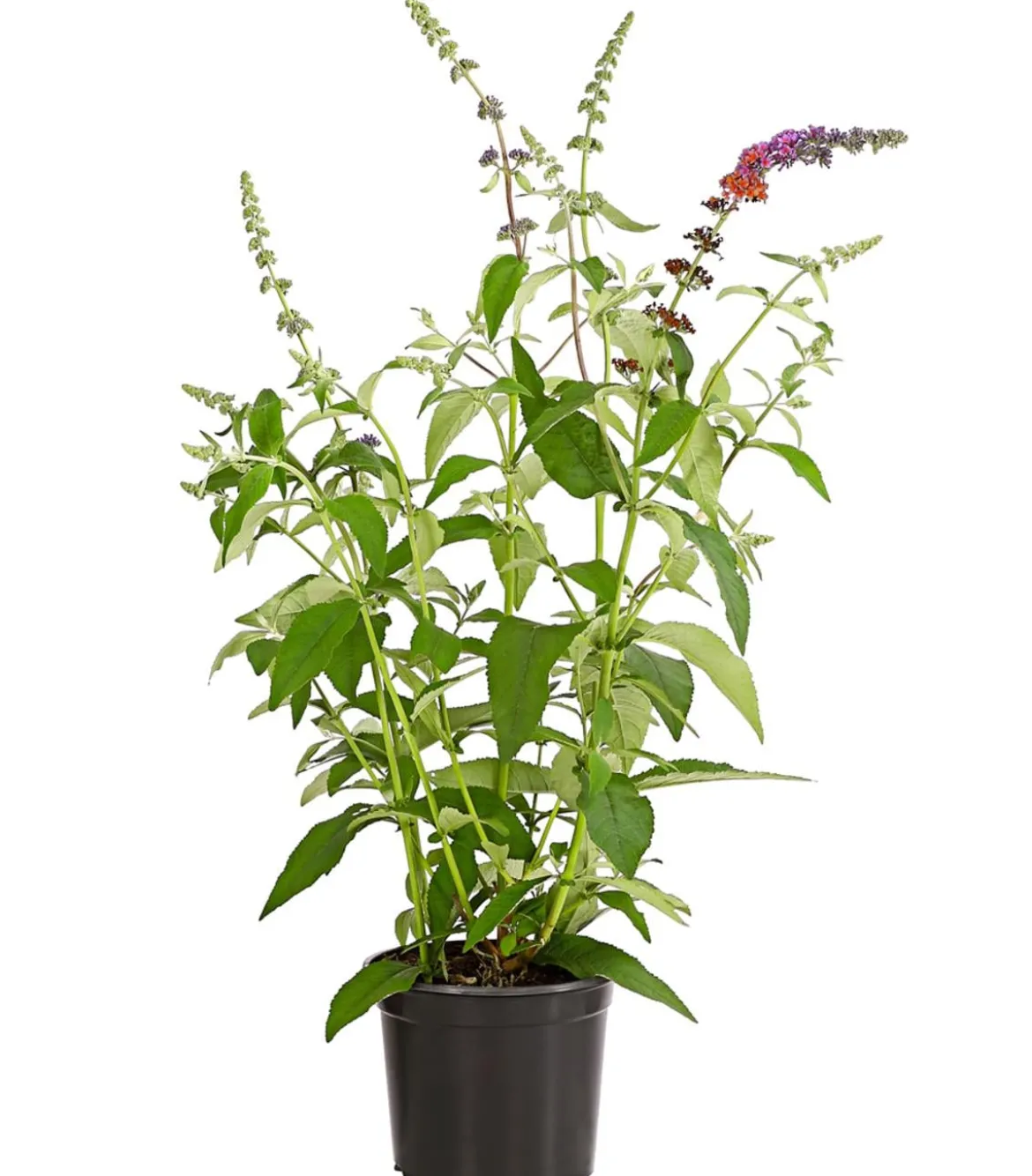 Sommerflieder 'Flower Power'