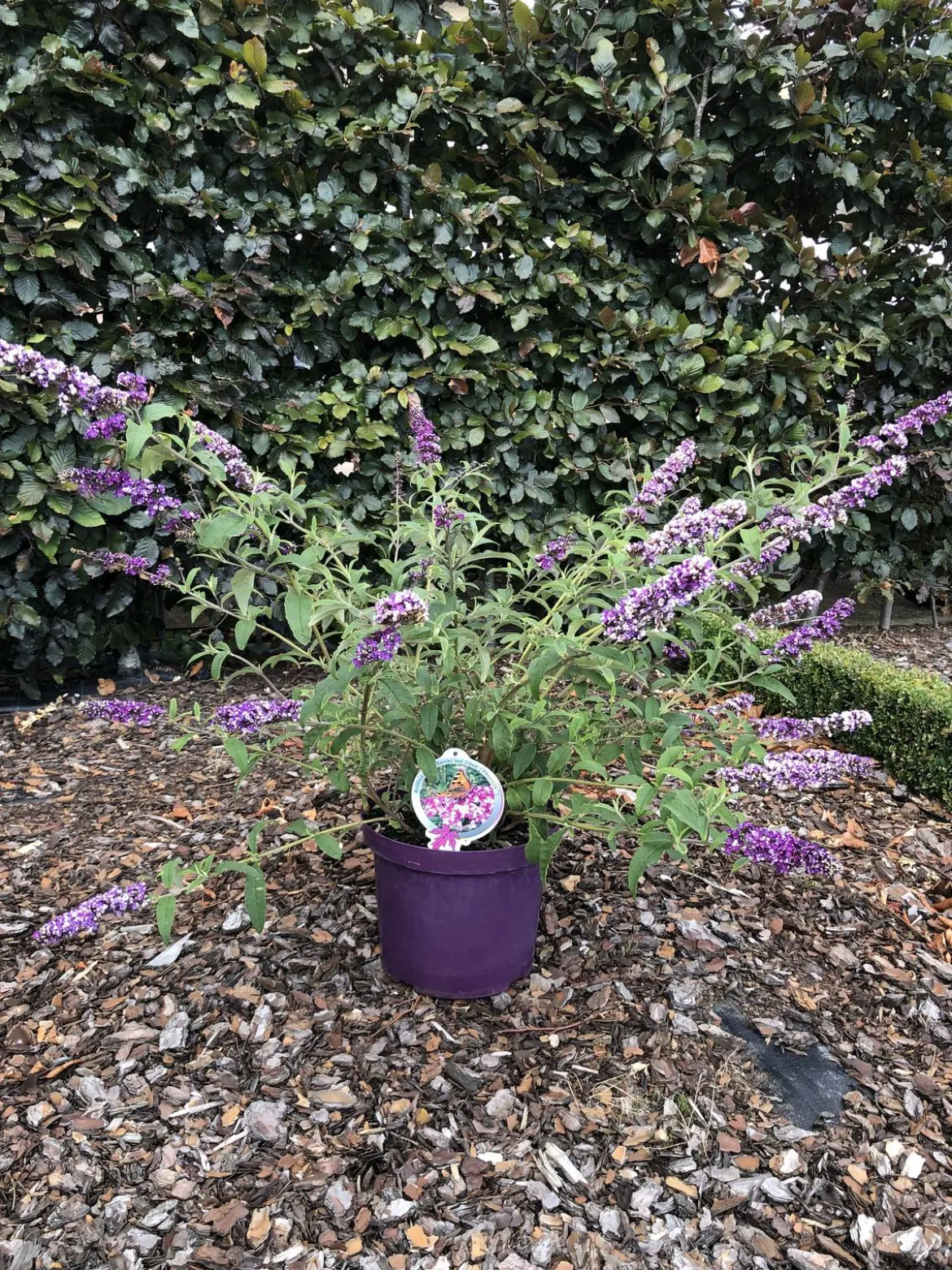 Sommerflieder - Schmetterlingsstrauch 'Berries and Cream'