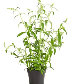Sommerflieder, verschiedene Sorten