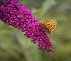 Sommerflieder, verschiedene Sorten