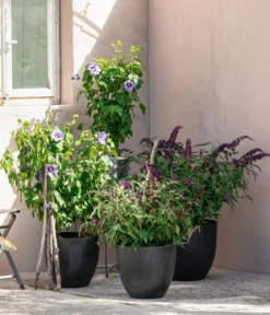 Sommerflieder, verschiedene Sorten