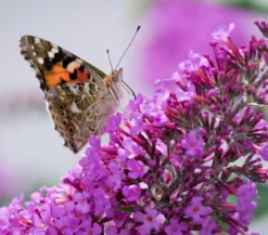 Sommerflieder, verschiedene Sorten