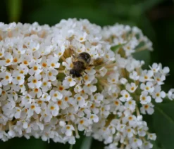 Sommerflieder, verschiedene Sorten