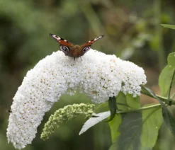 Sommerflieder, verschiedene Sorten