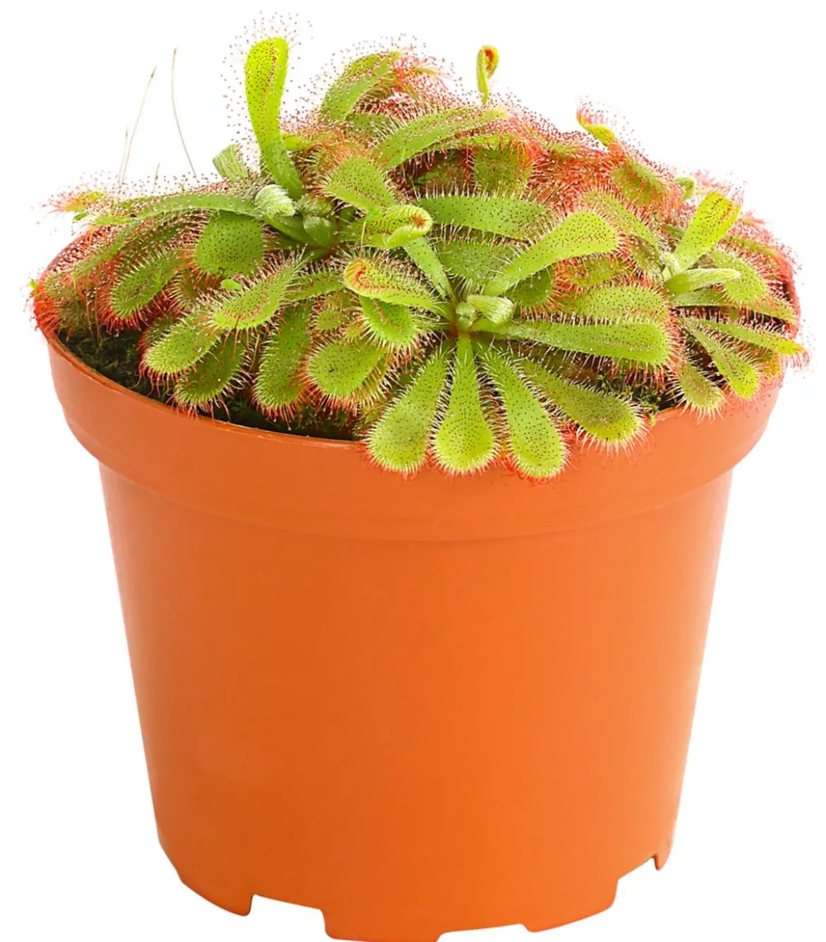 Sonnentau - Drosera aliciae