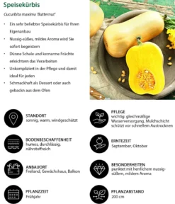 Speisekürbis 'Butternut'