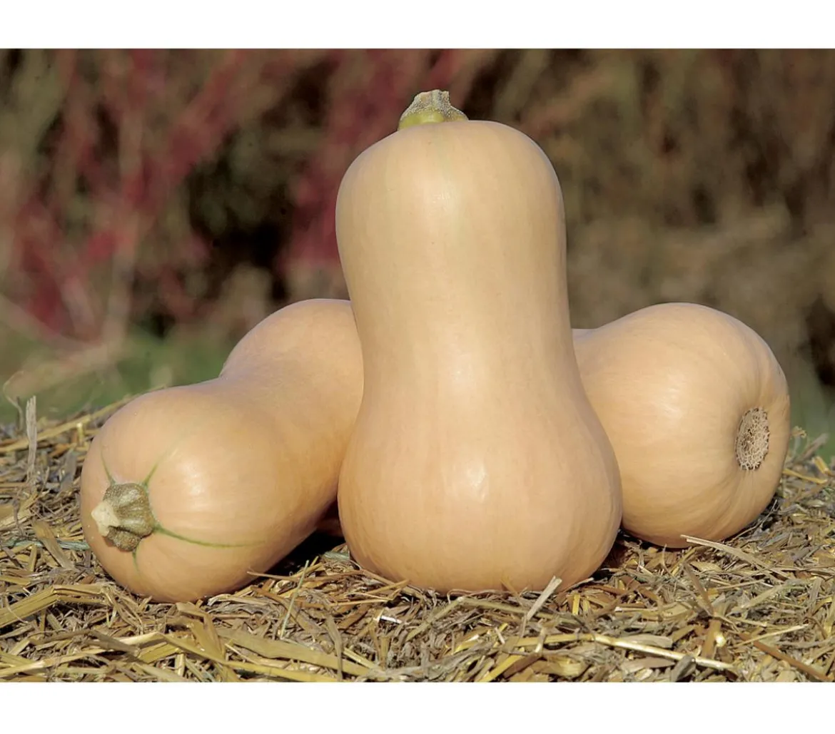 Speisekürbis 'Butternut'