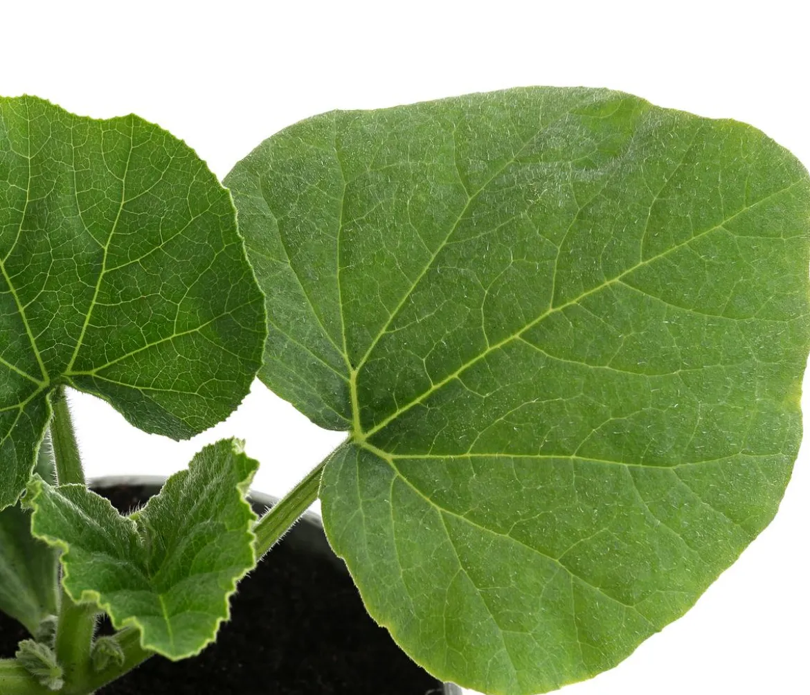 Speisekürbis 'Butternut'