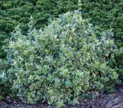 Spindelstrauch 'Emerald Gaiety'