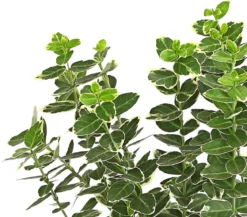 Spindelstrauch 'Emerald Gaiety'