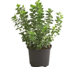 Spindelstrauch 'Emerald Gaiety'