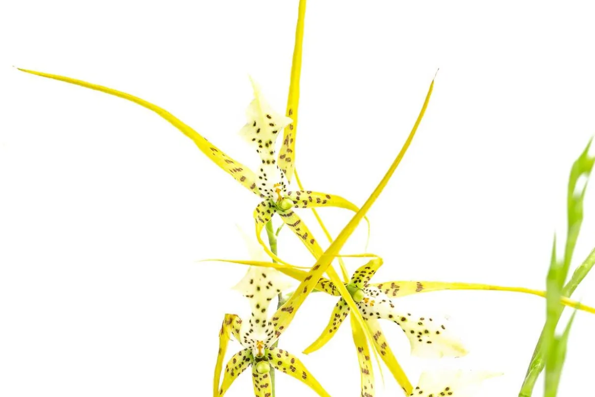 Spinnenorchidee - Brassia 'Fabian'